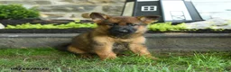 German Shepherd dogs for sale: Brenda - Ad 3