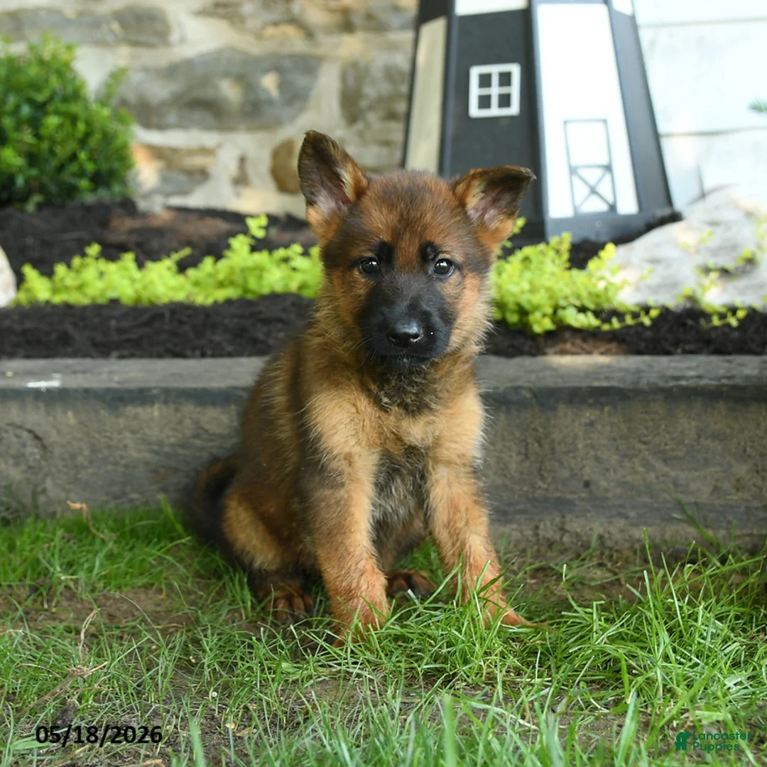 German Shepherd dogs for sale: Brenda - Ad 3