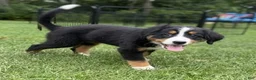 Bernese Mountain Dog dogs for sale: Gracie - Ad 7