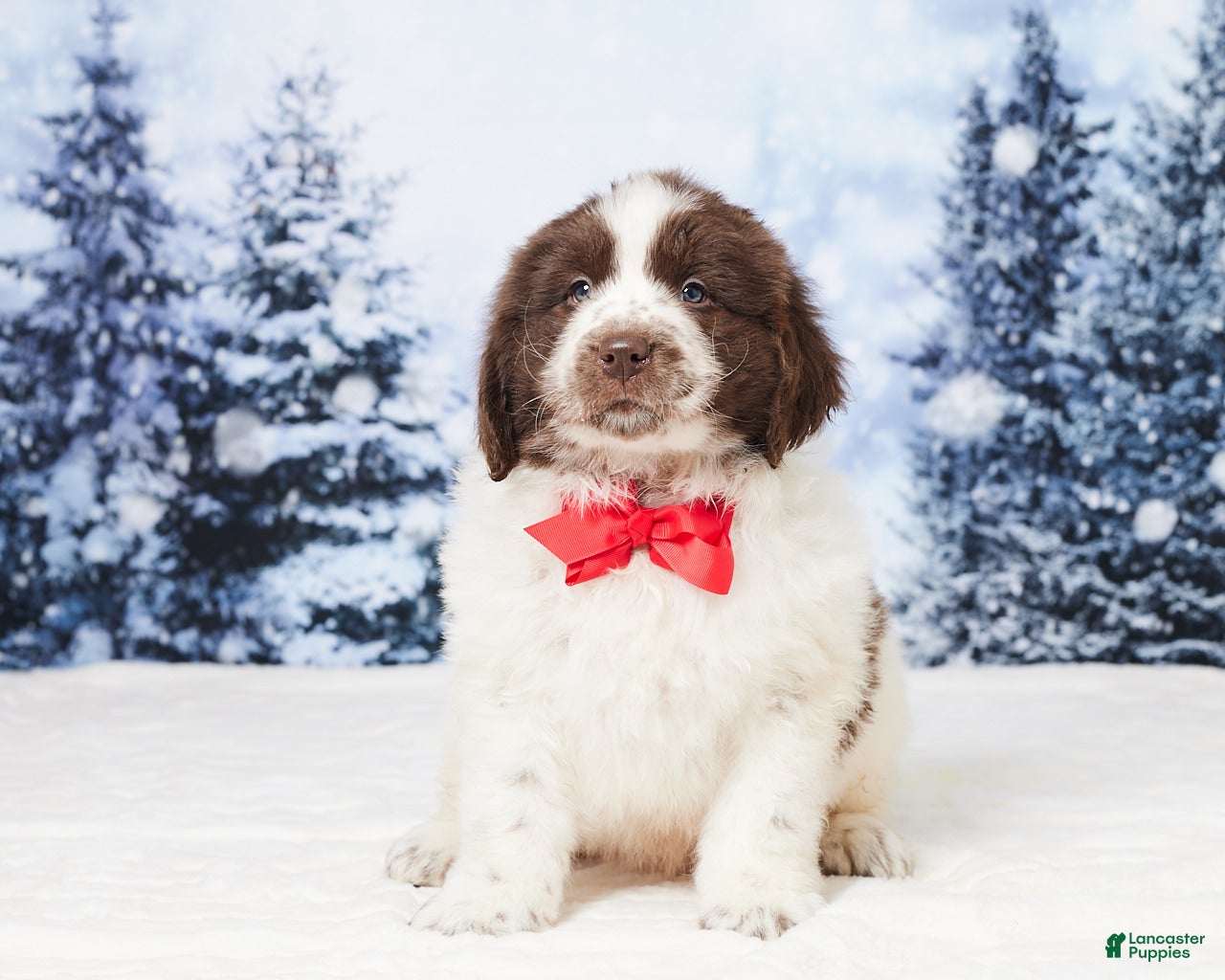 Newfoundland dogs Charlie - Ad 32