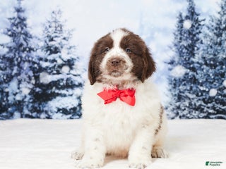 Newfoundland dogs Charlie - Ad 31