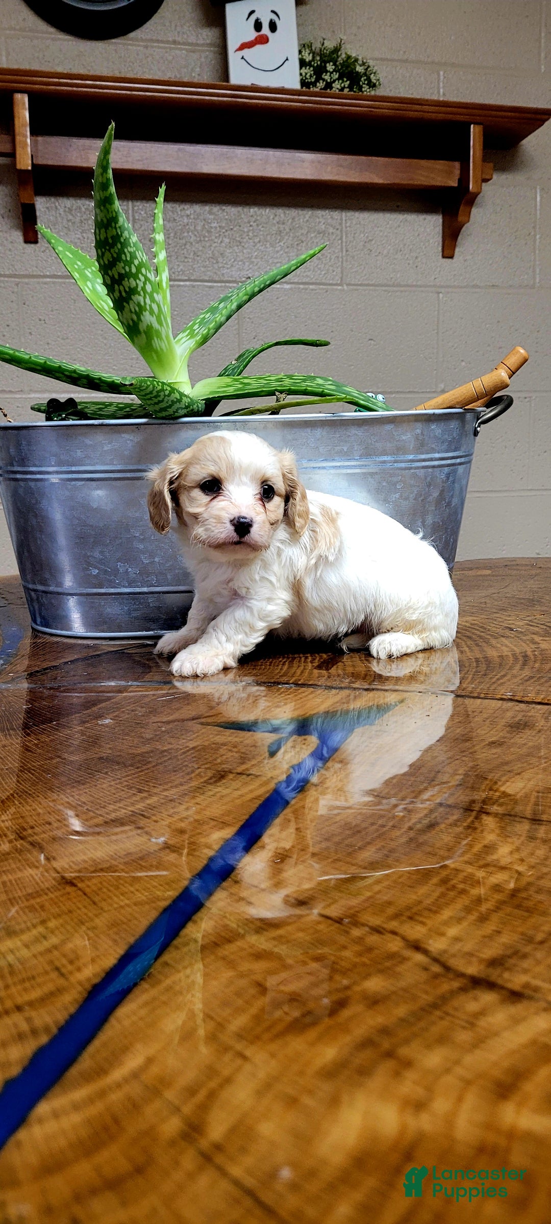 Cavachon dogs for sale: Bela  - Ad 3