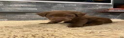 Labrador Retriever dogs for sale: Chocolate Male - Ad 2