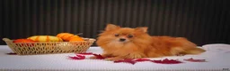 Pomeranian dogs for sale: 🐾 Meet Rolo — A Bouncy Little Ball of Fluff! 🐾 - Ad 9