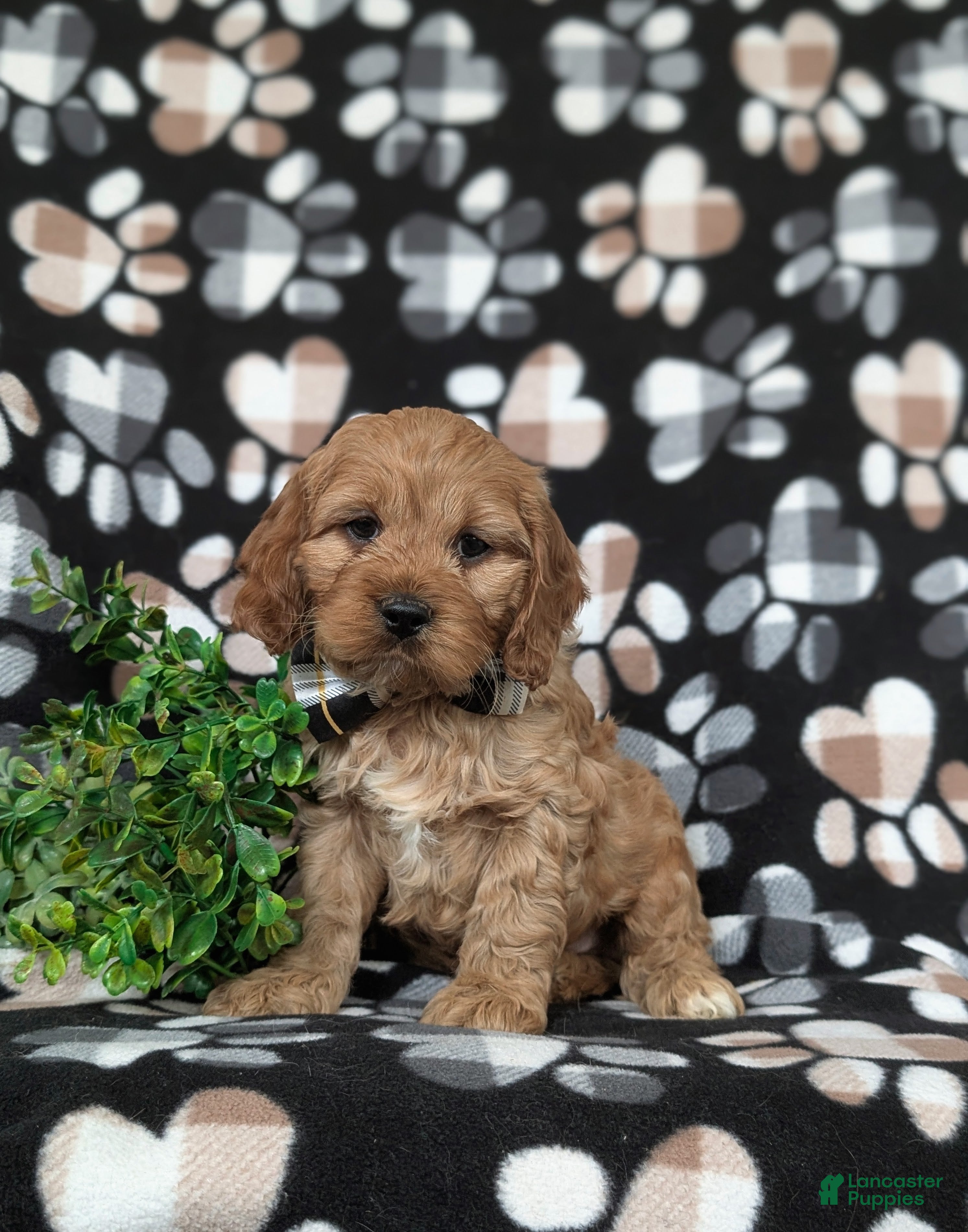 Cockapoo dogs Doyle - Ad 1