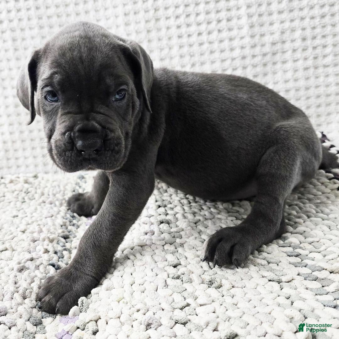 Cane Corso dogs for sale: Pixie - Ad 16