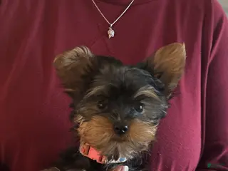Yorkshire Terrier dogs for sale: Yorkshire Terrier Baby Pink - Ad 1