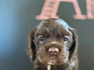 Cocker Spaniel dogs Aster - Ad 5