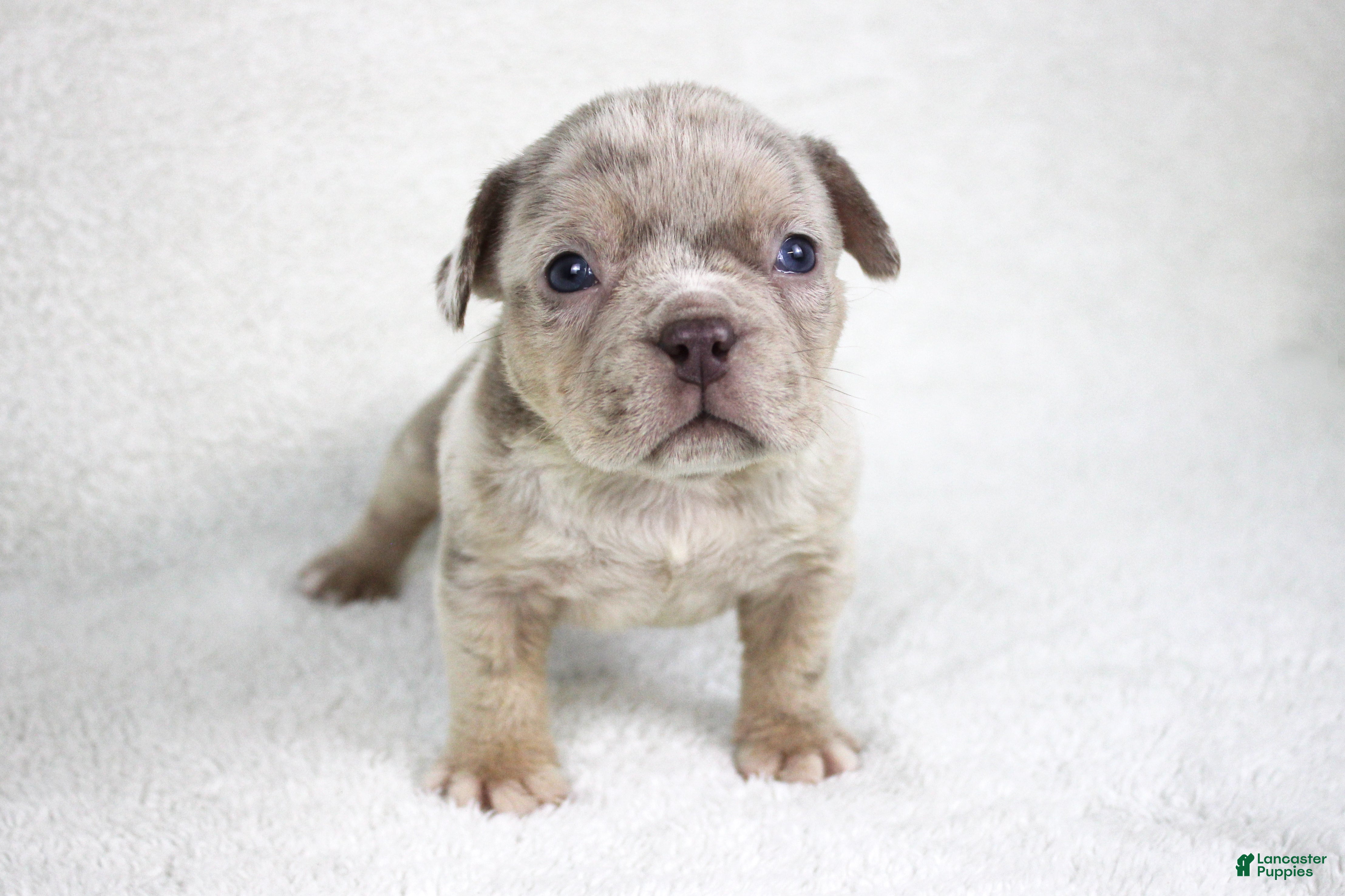 American Bully dogs Lilac Merle Male - Ad 8