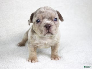American Bully dogs Lilac Merle Male - Ad 6