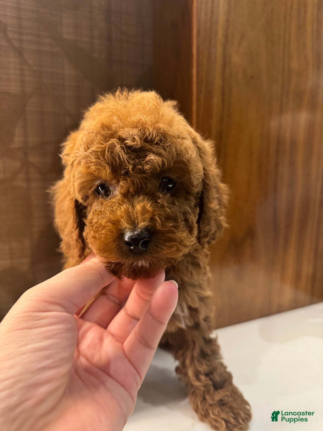Toy Poodle dogs for sale: Rusty - Ad 5