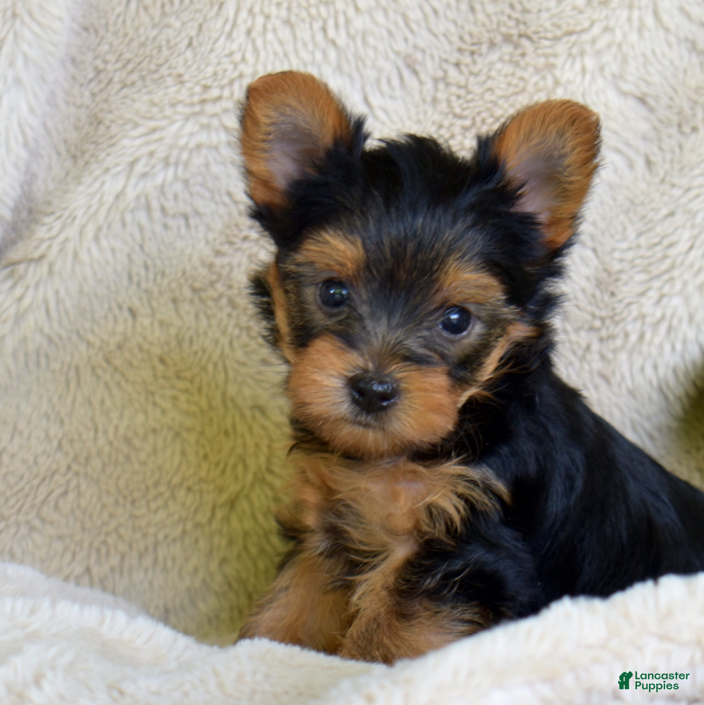 Yorkshire Terrier dogs Mickey - Ad 1