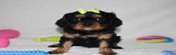 Cavalier King Charles Spaniel dogs for sale: Polly - Ad 4