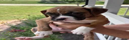 Boxer dogs for sale: Clovis  - Ad 5