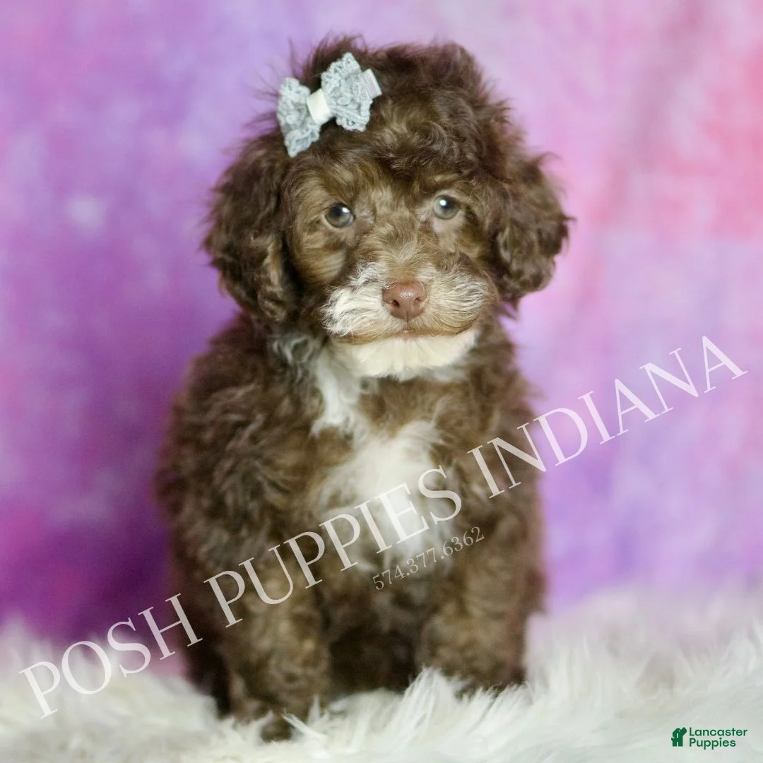 Standard Poodle dogs for sale: Punkin - Ad 1