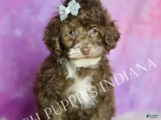 Standard Poodle dogs Punkin - Ad 23