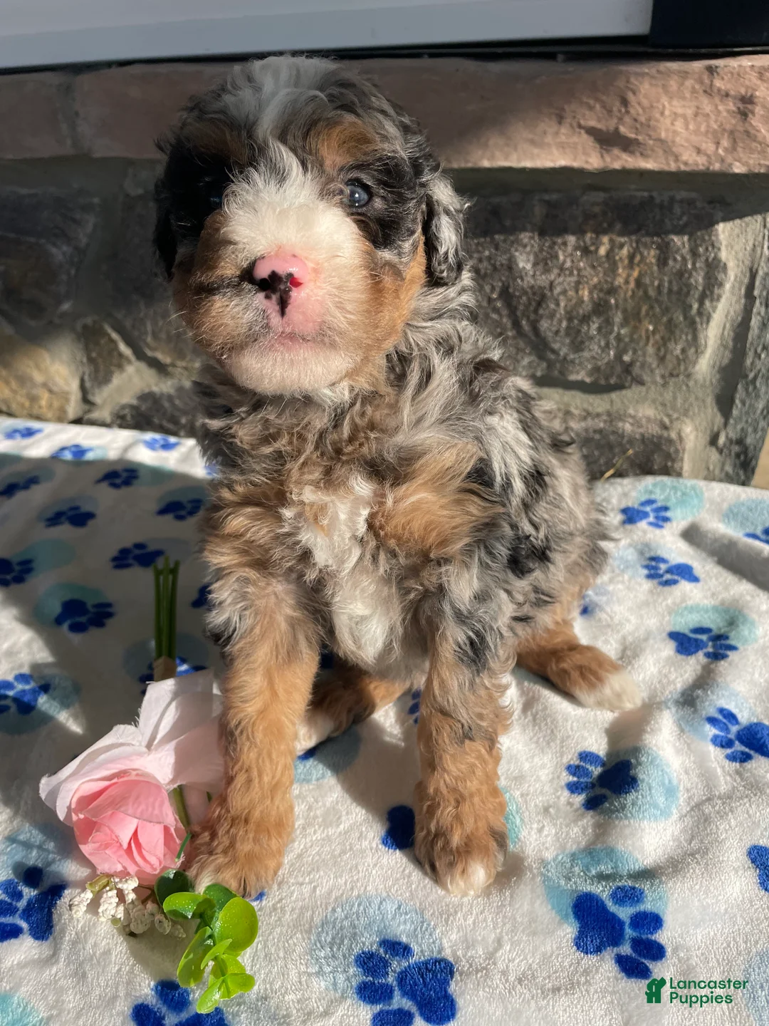 Mini Bernedoodle dogs for sale: Elvis - Ad 2