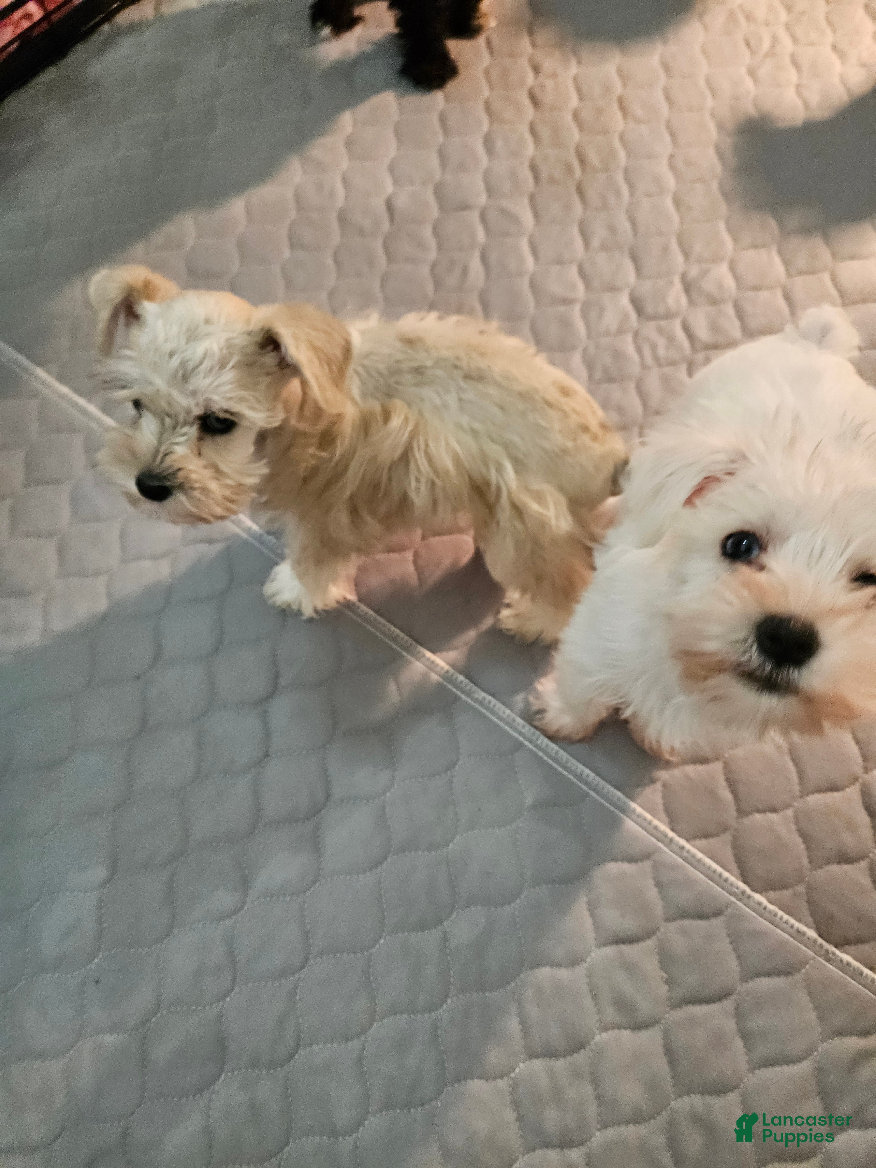 Miniature Schnauzer dogs Wheaton merle male #1 2 blue eyes  - Ad 1