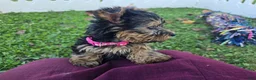 Yorkshire Terrier dogs for sale: Yorkshire Terrier 1 - Ad 2