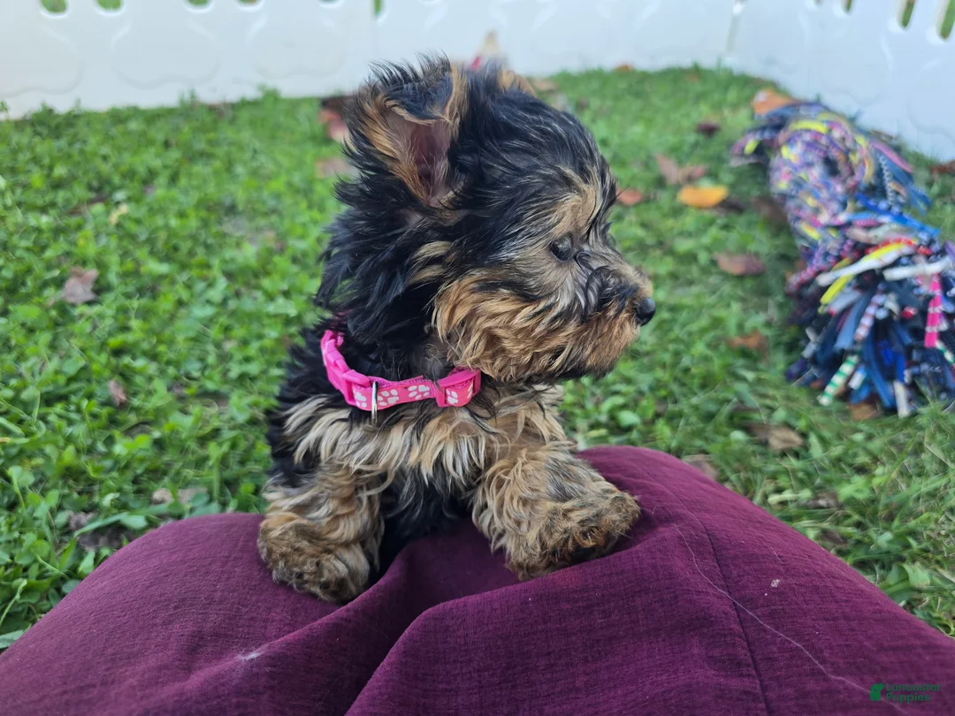 Yorkshire Terrier dogs for sale: Yorkshire Terrier 1 - Ad 2