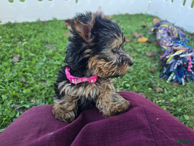Yorkshire Terrier dogs Yorkshire Terrier 1 - Ad 2