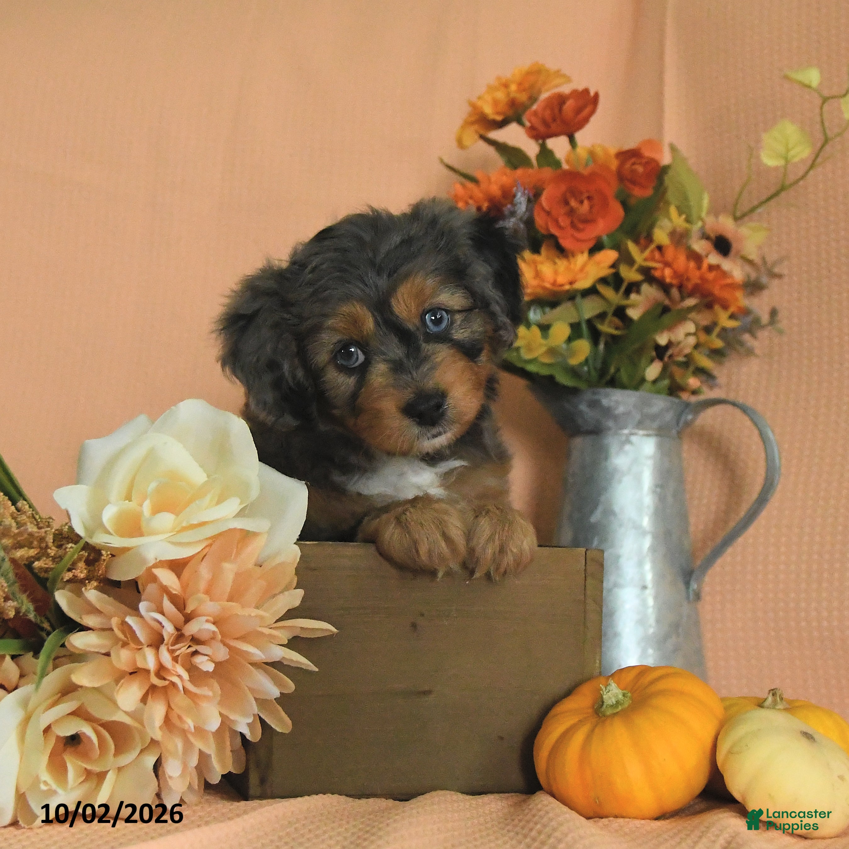 Mini Aussiedoodle dogs Lainey - Ad 1