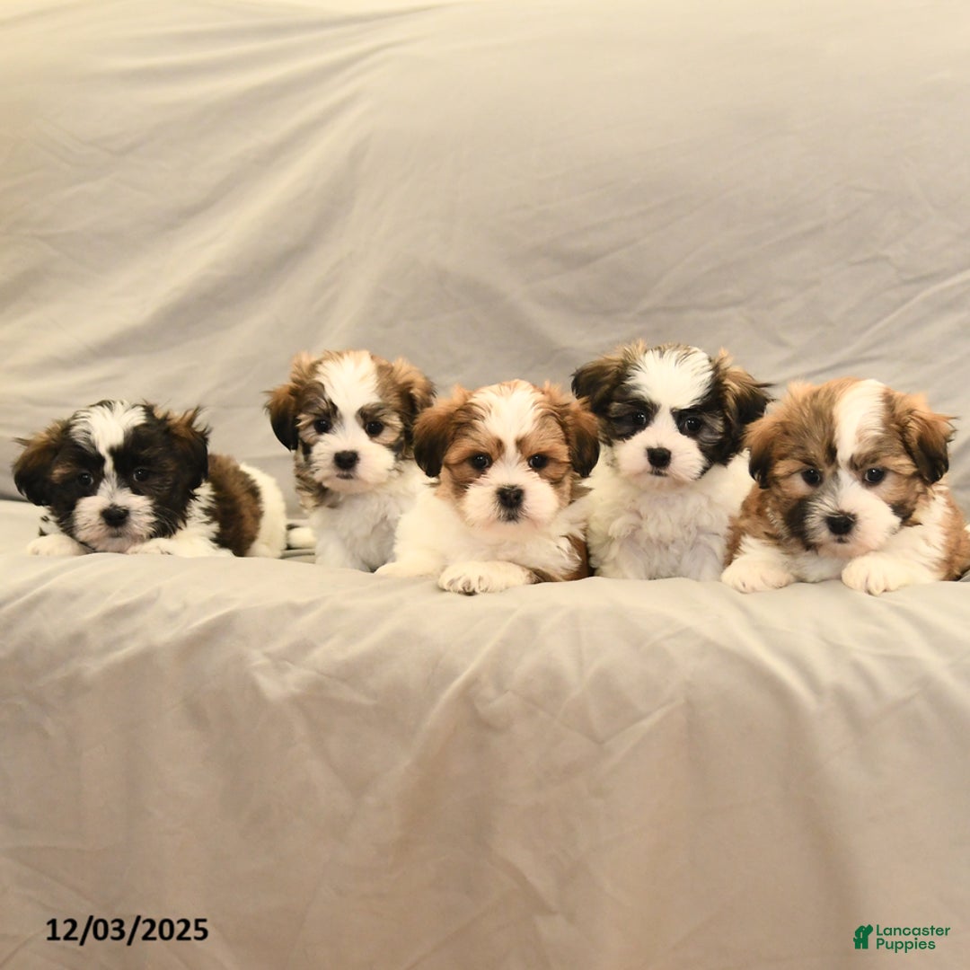 Malshi dogs for sale: Hope - Ad 5