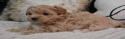 Maltipoo dogs for sale: Crystal - Ad 7
