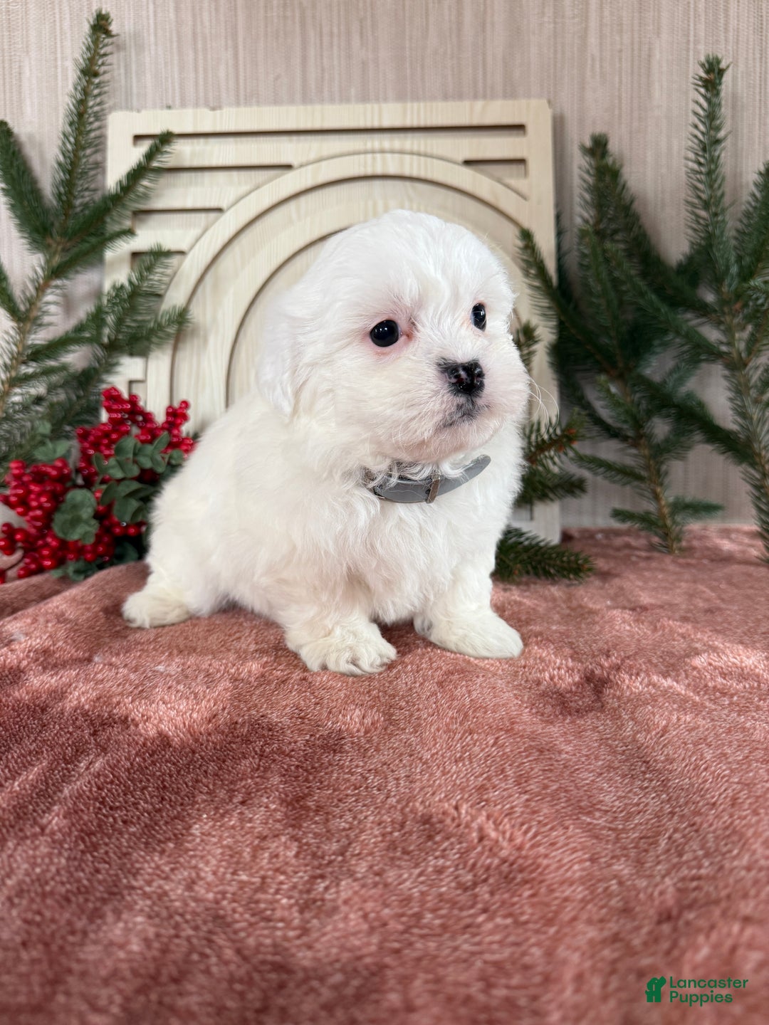 Teddy Bear dogs for sale: Snowy - Ad 11