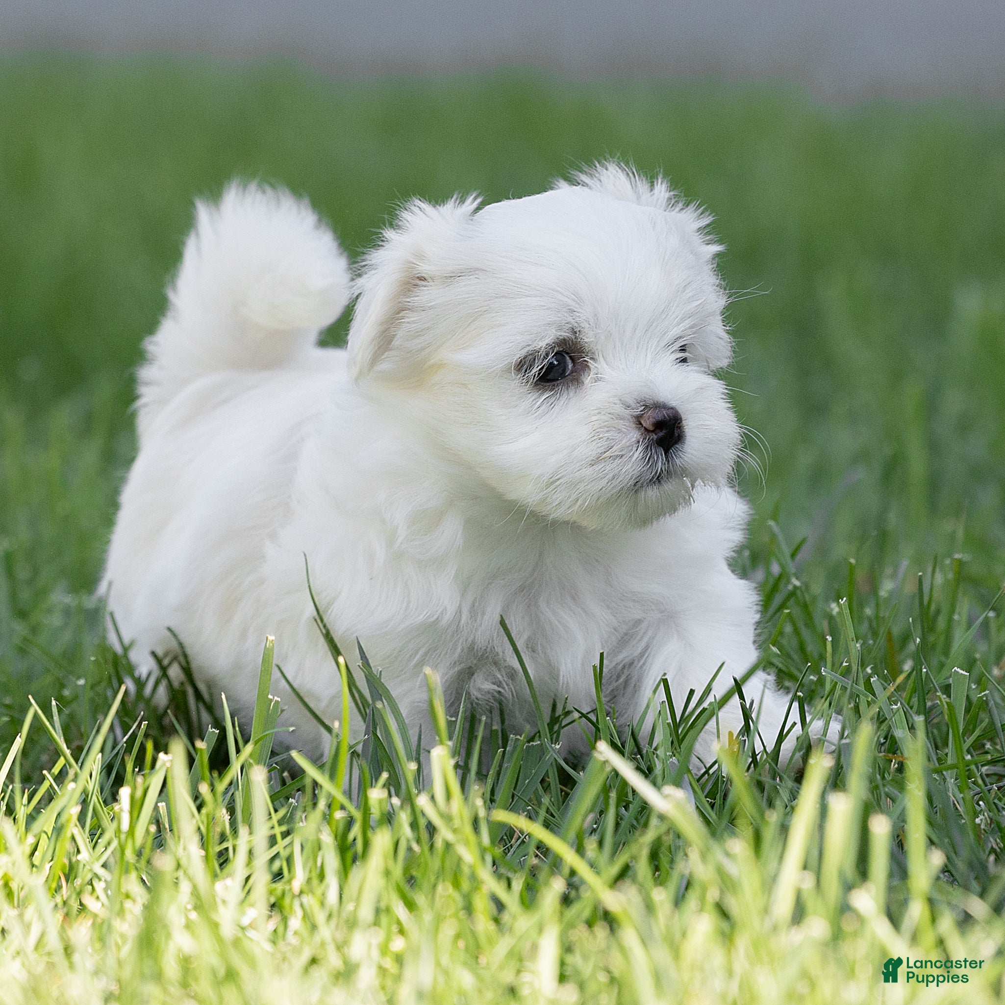 Maltese dogs for sale: Lacie Maltese  - Ad 2