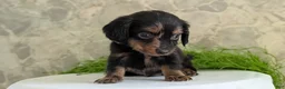 Miniature Dachshund dogs for sale: Loki  - Ad 7
