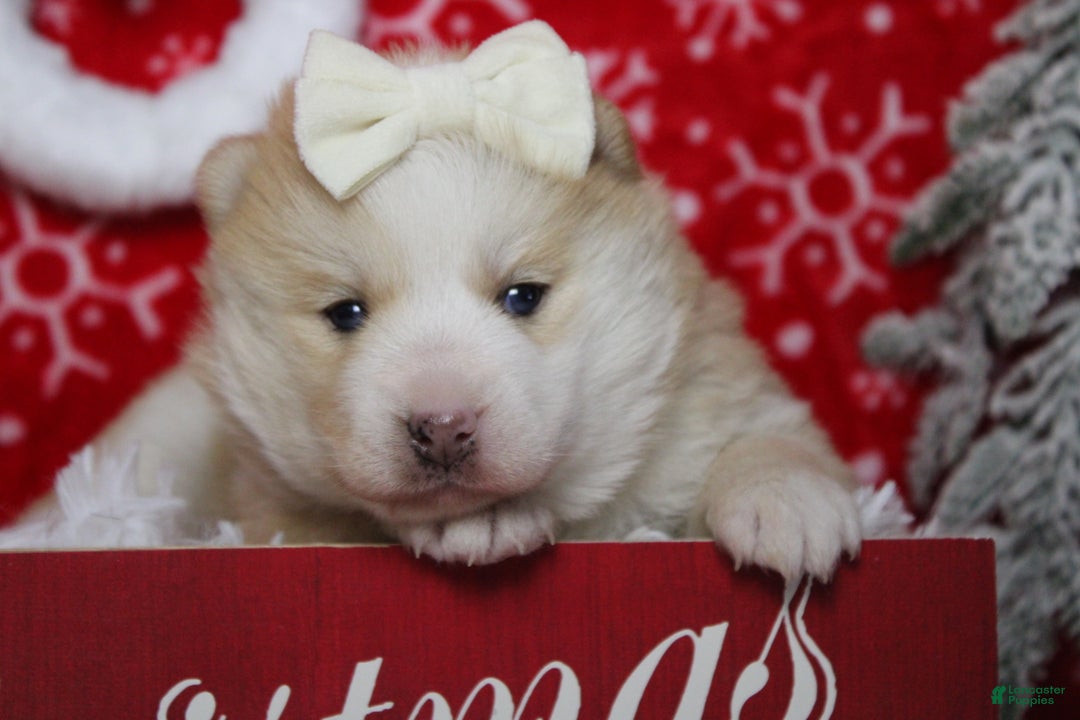 Pomsky dogs for sale: Shasta  - Ad 7