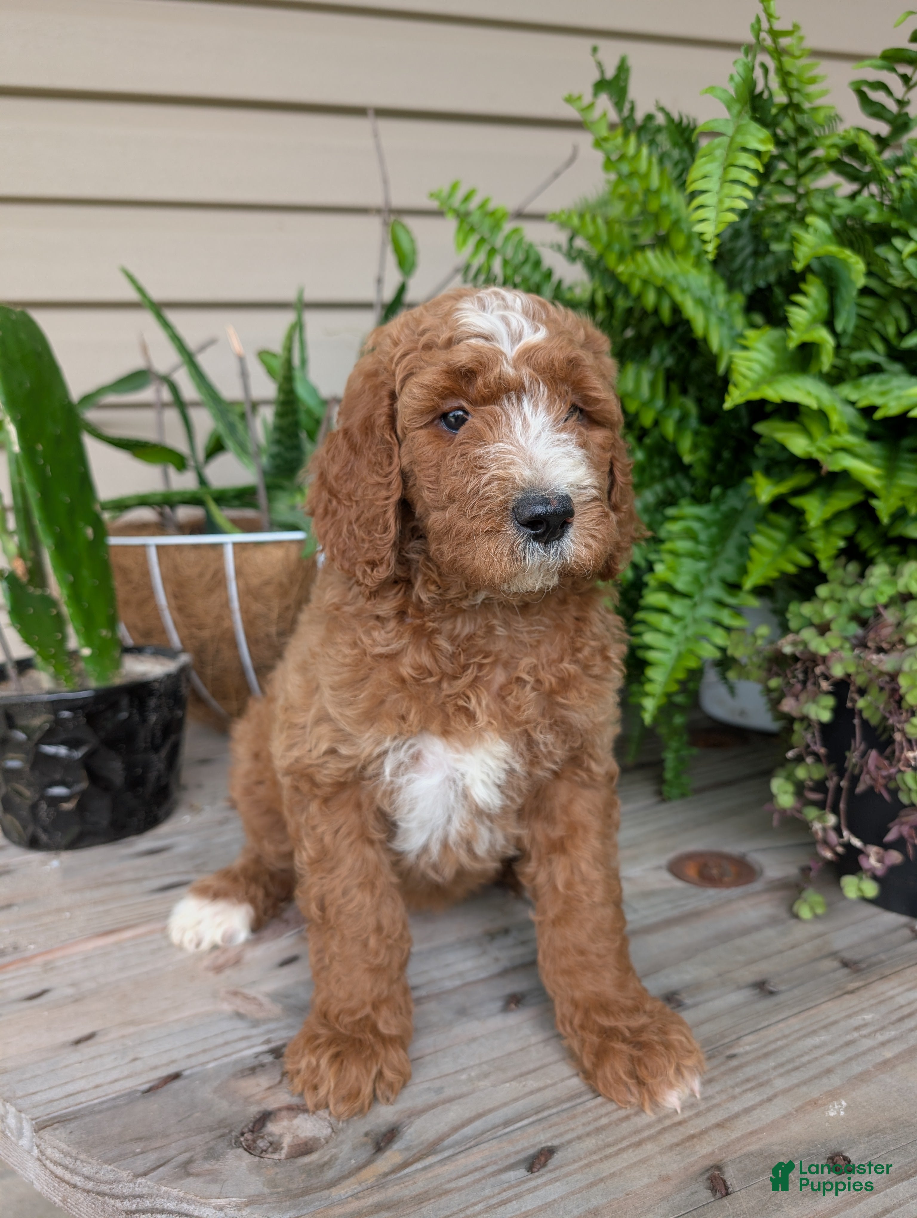 Goldendoodle dogs Suzy - Ad 1
