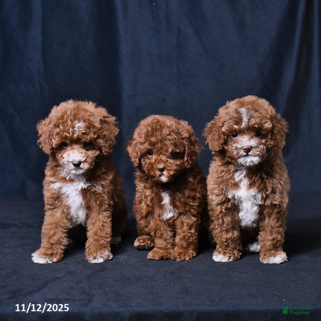 Toy Poodle dogs for sale: Wendy - Ad 3