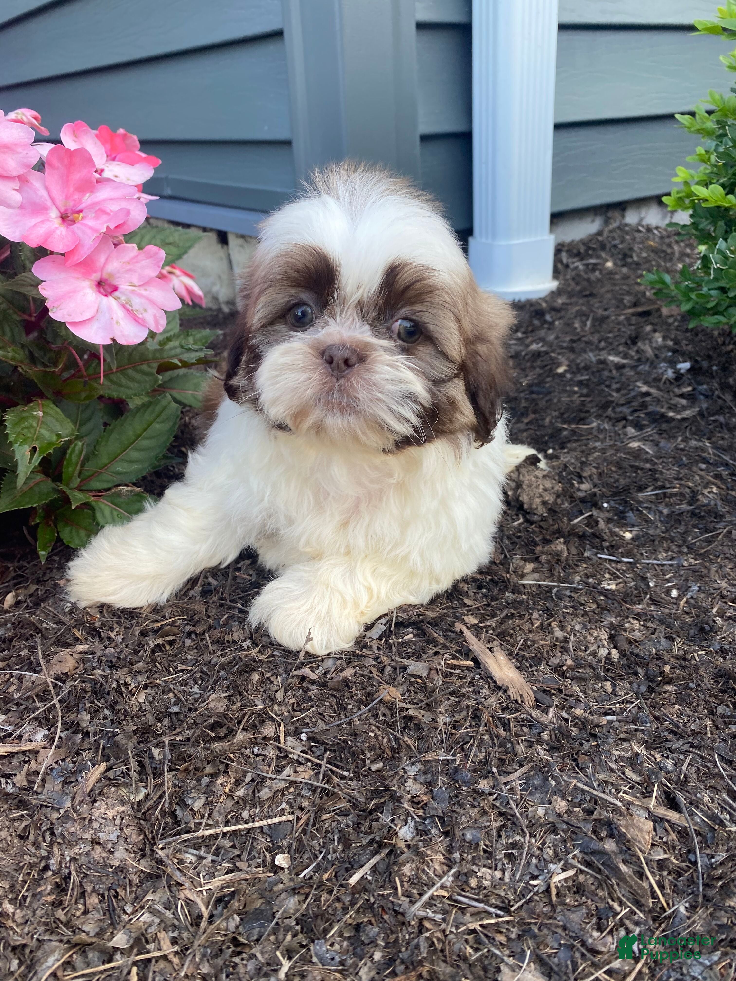 Shih Tzu dogs Ivy - Ad 2