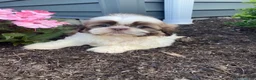 Shih Tzu dogs for sale: Ivy - Ad 2