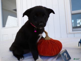 German Shepherd dogs German Shepherd Puppy 2 - Ad 42