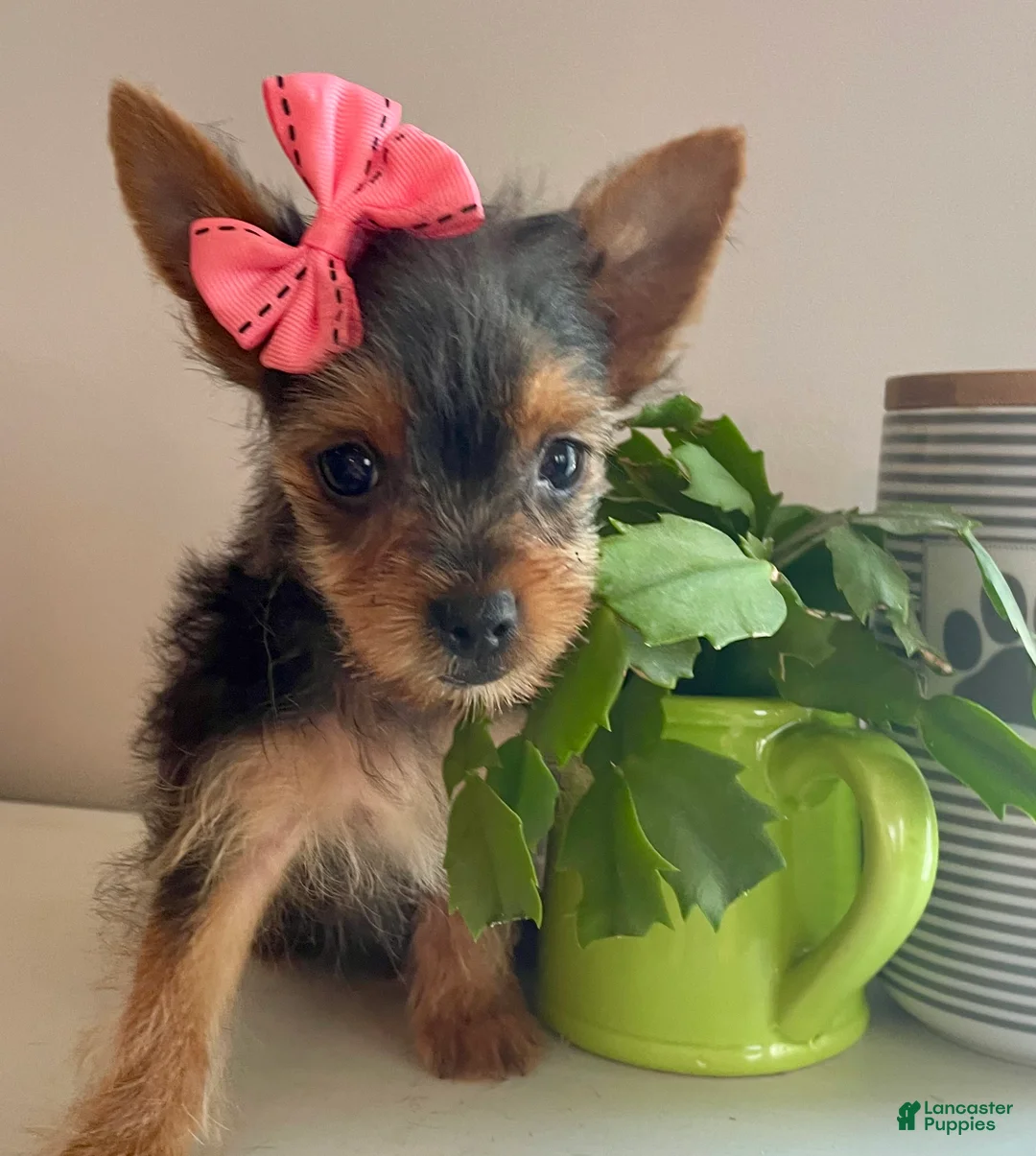 Yorkshire Terrier dogs for sale: Queenie (teacup) - Ad 1