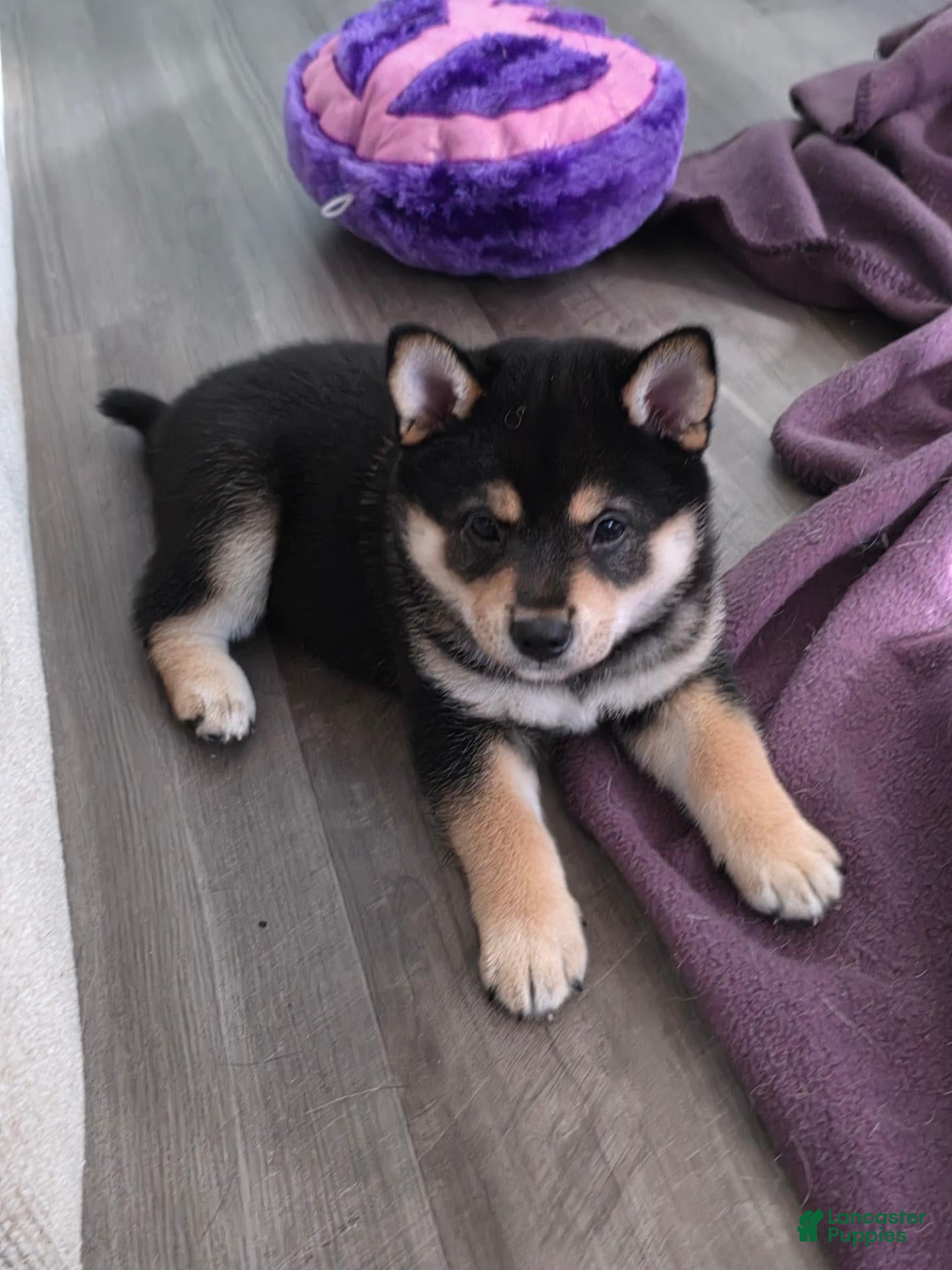 Shiba Inu dogs Shiba Inu 1 - Ad 33