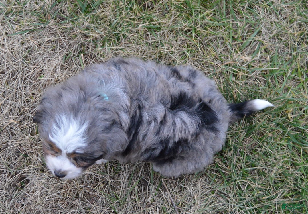 Mini Aussiedoodle dogs for sale: Mini Asher - Ad 13