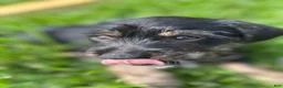 Mixed Breed dogs for sale: Mixed Breed Puppy 4 - Ad 3