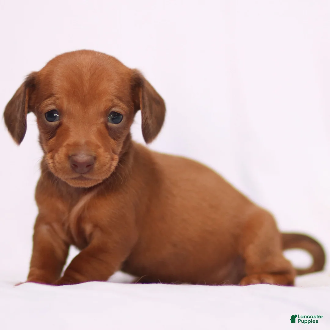 Miniature Dachshund dogs for sale: Clara - Ad 8