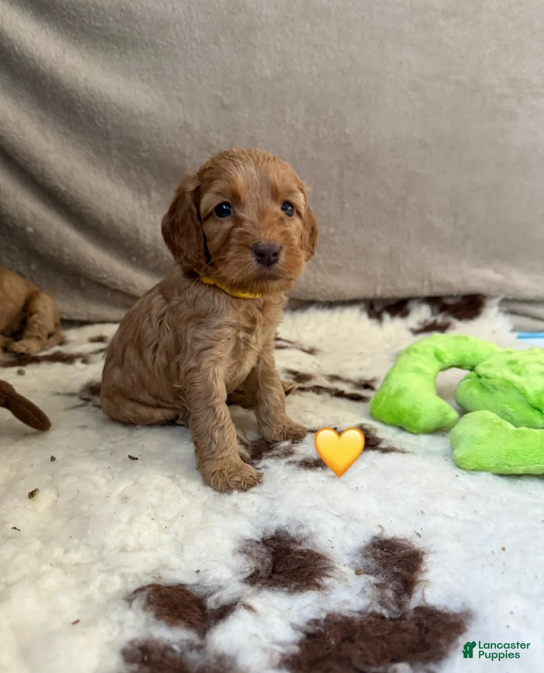 Cavapoo dogs for sale: Luna - Ad 1