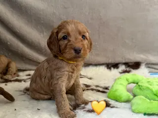 Cavapoo dogs Luna - Ad 38