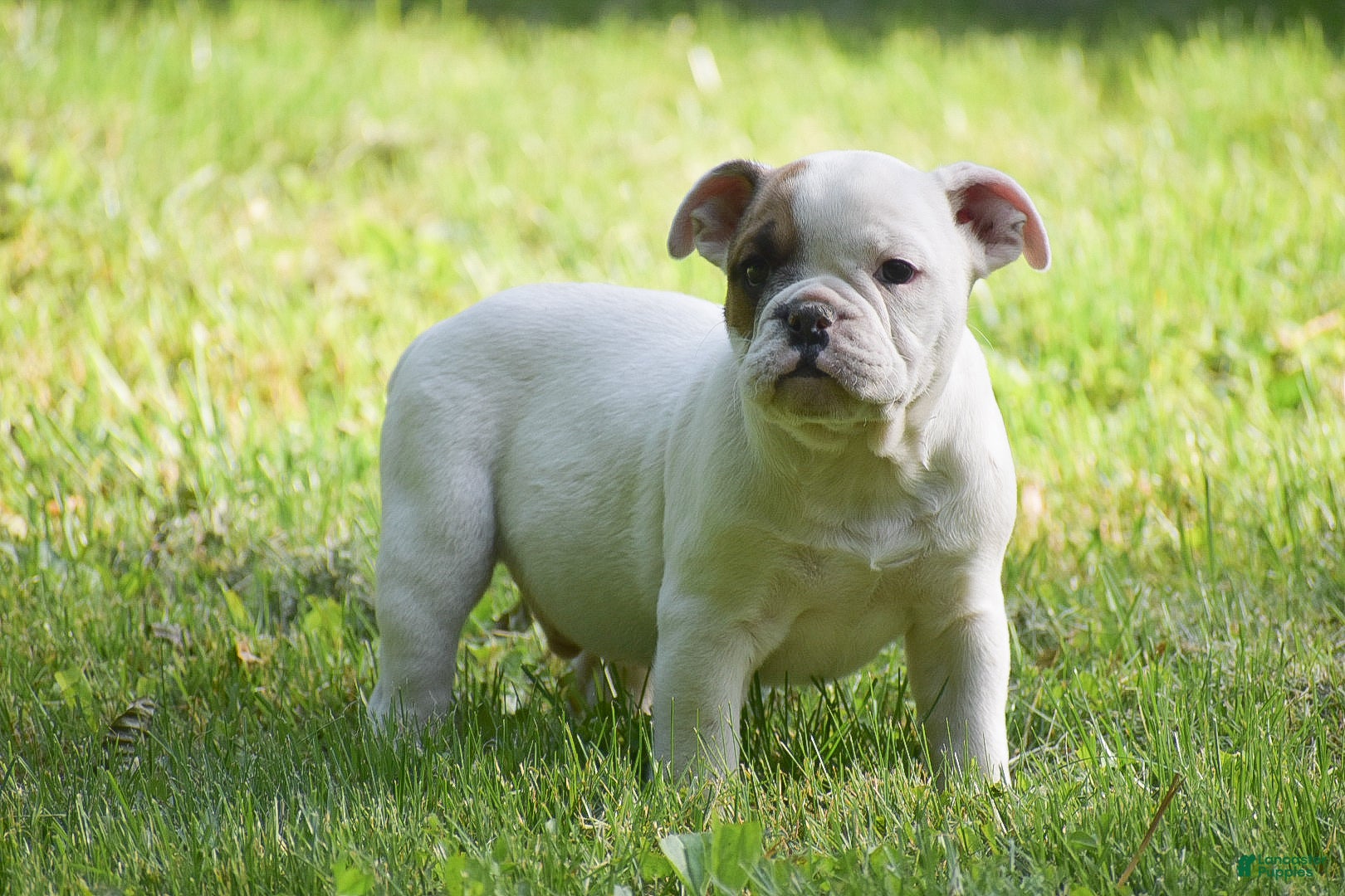 Olde English Bulldogge dogs Archie - Ad 1