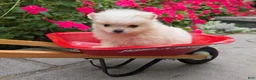 Pomeranian dogs for sale: Shadow- Cream - Ad 3