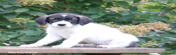 Mixed Breed dogs for sale: Sally - Ad 3