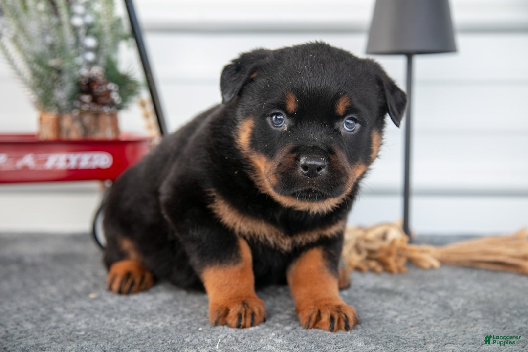 Rottweiler dogs for sale: Hazel - Ad 1