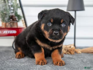 Rottweiler dogs Hazel - Ad 27