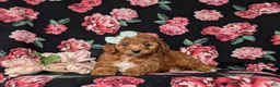 Mini Goldendoodle dogs for sale: Tawnie 9 lbs Full Grown - Ad 6